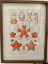 Coloured Botanical Drawings of Starfish Framed Print