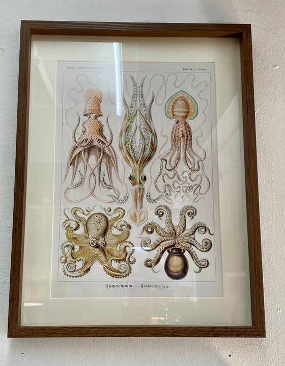 Coloured Drawings of Octopus 
