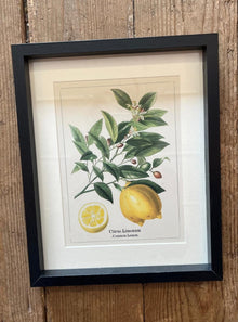  Botanical Fruit Print In Frame