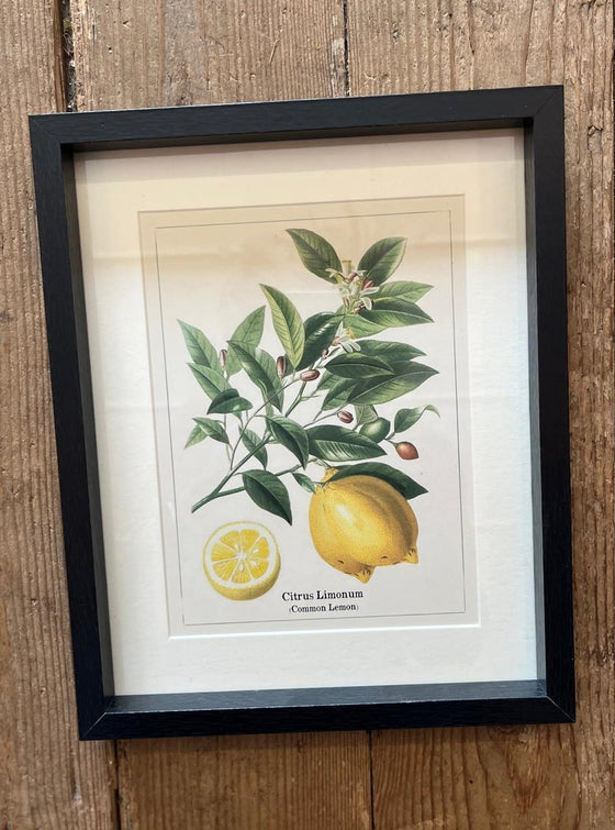 Botanical Fruit Print In Frame