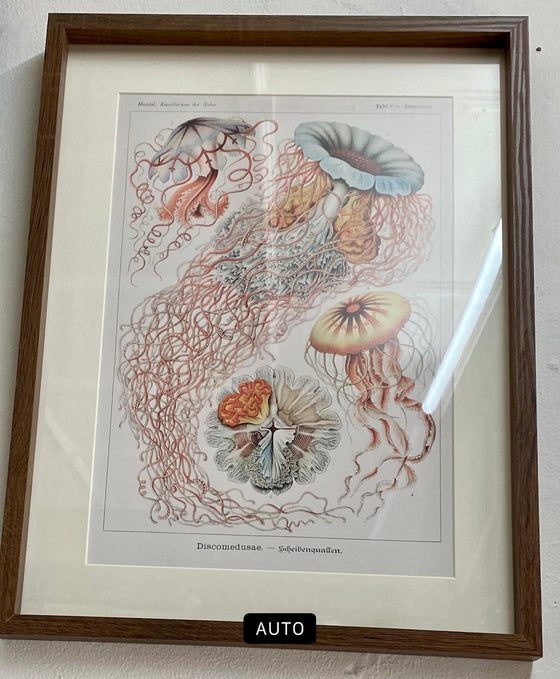 Framed Print depicting coloured  botanical drawings of jellyfish