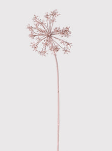  Pink Angelica Seed Stem