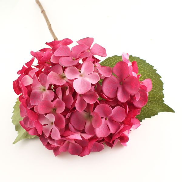 Pink hydrangea flower with green leaves on a white background