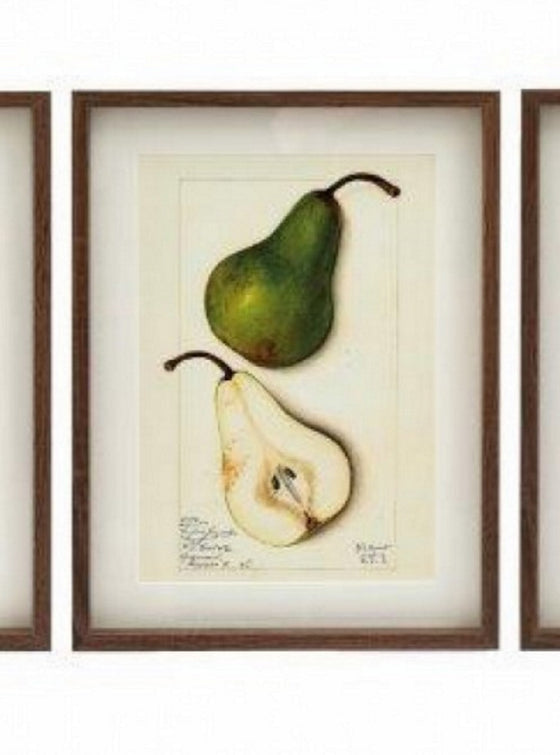 avocado Fruit Wall Art