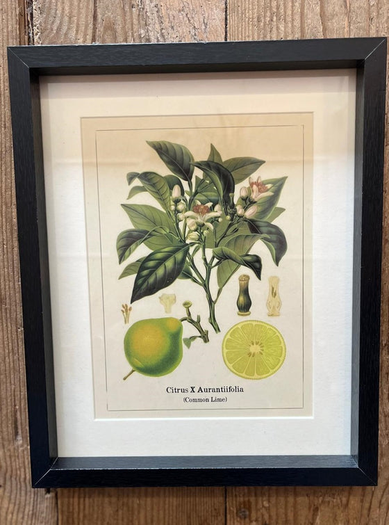 Botanical Fruit Print In Frame