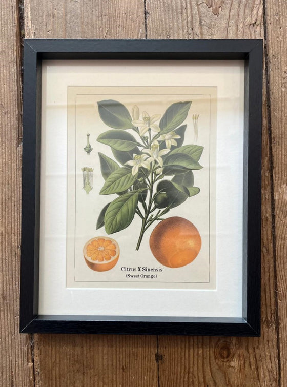 Botanical Fruit Print In Frame