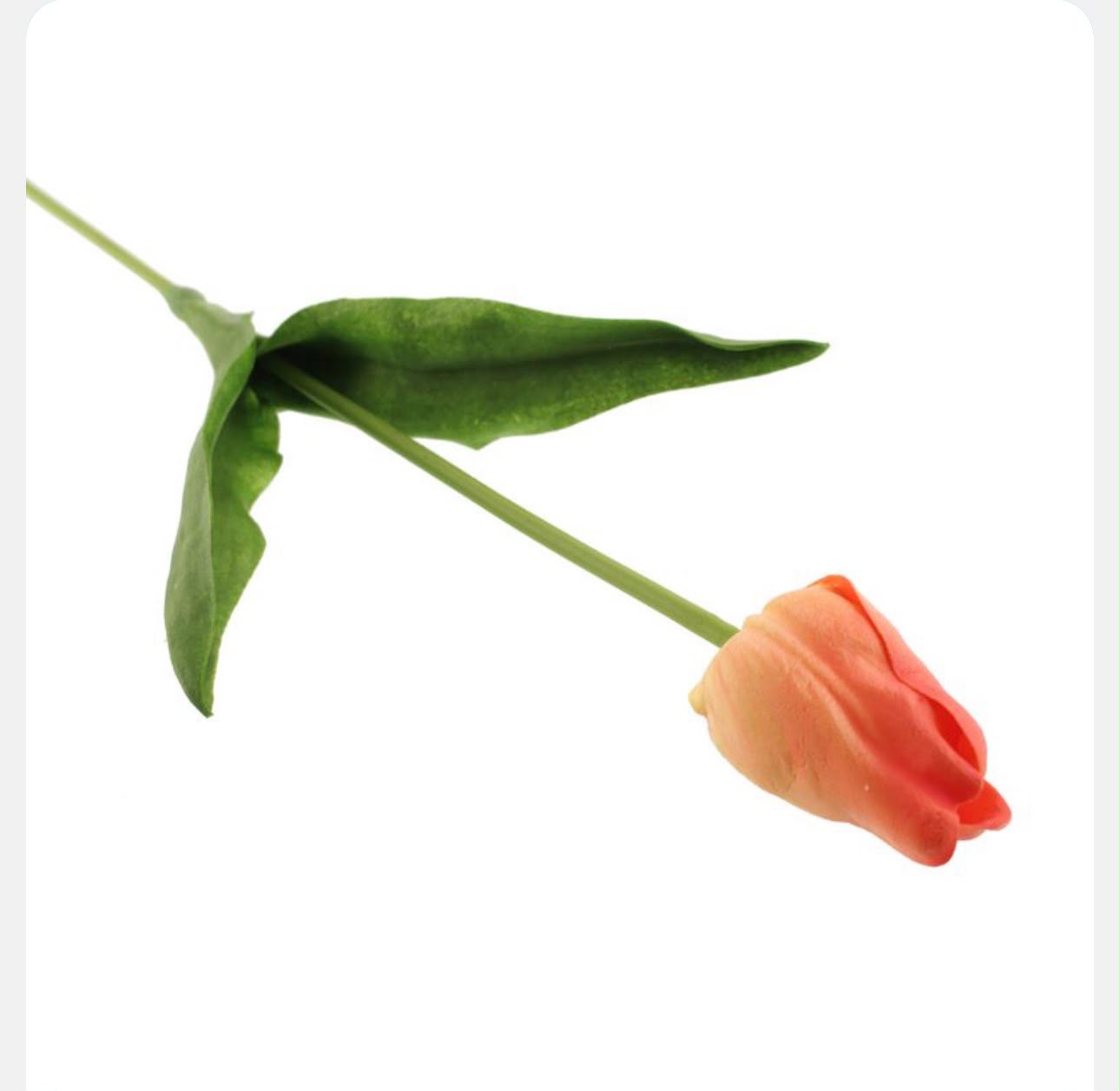 Single tulip with a gradient of orangish peach to red on a white background