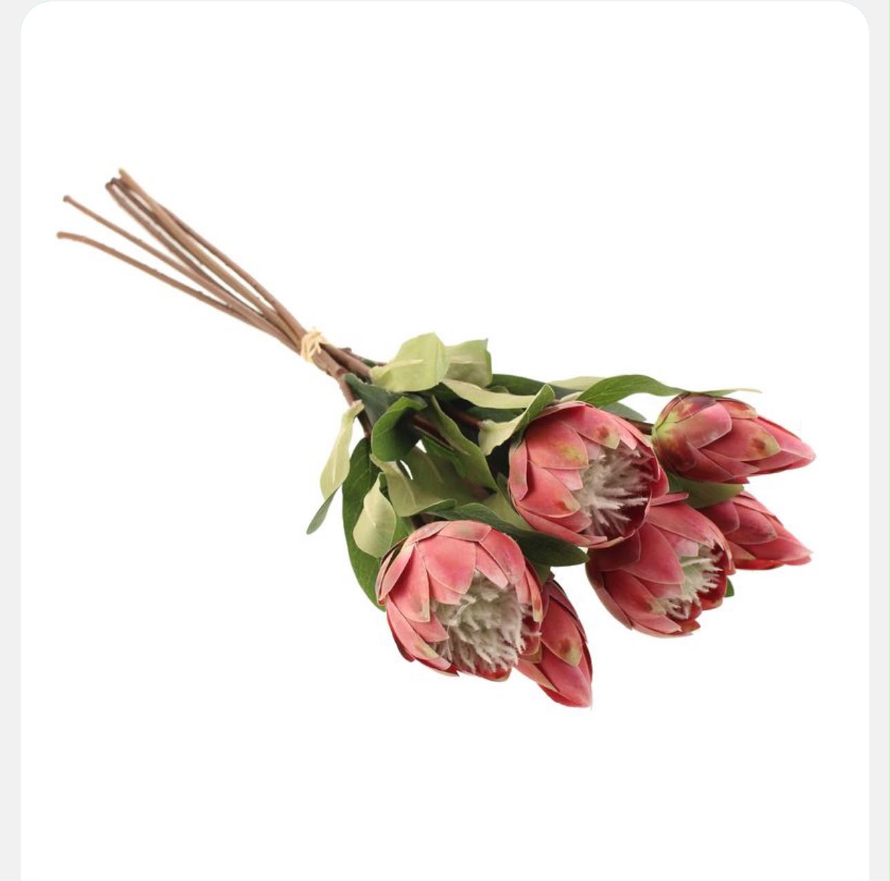 Bouquet of pink protea flowers with green leaves on a white background