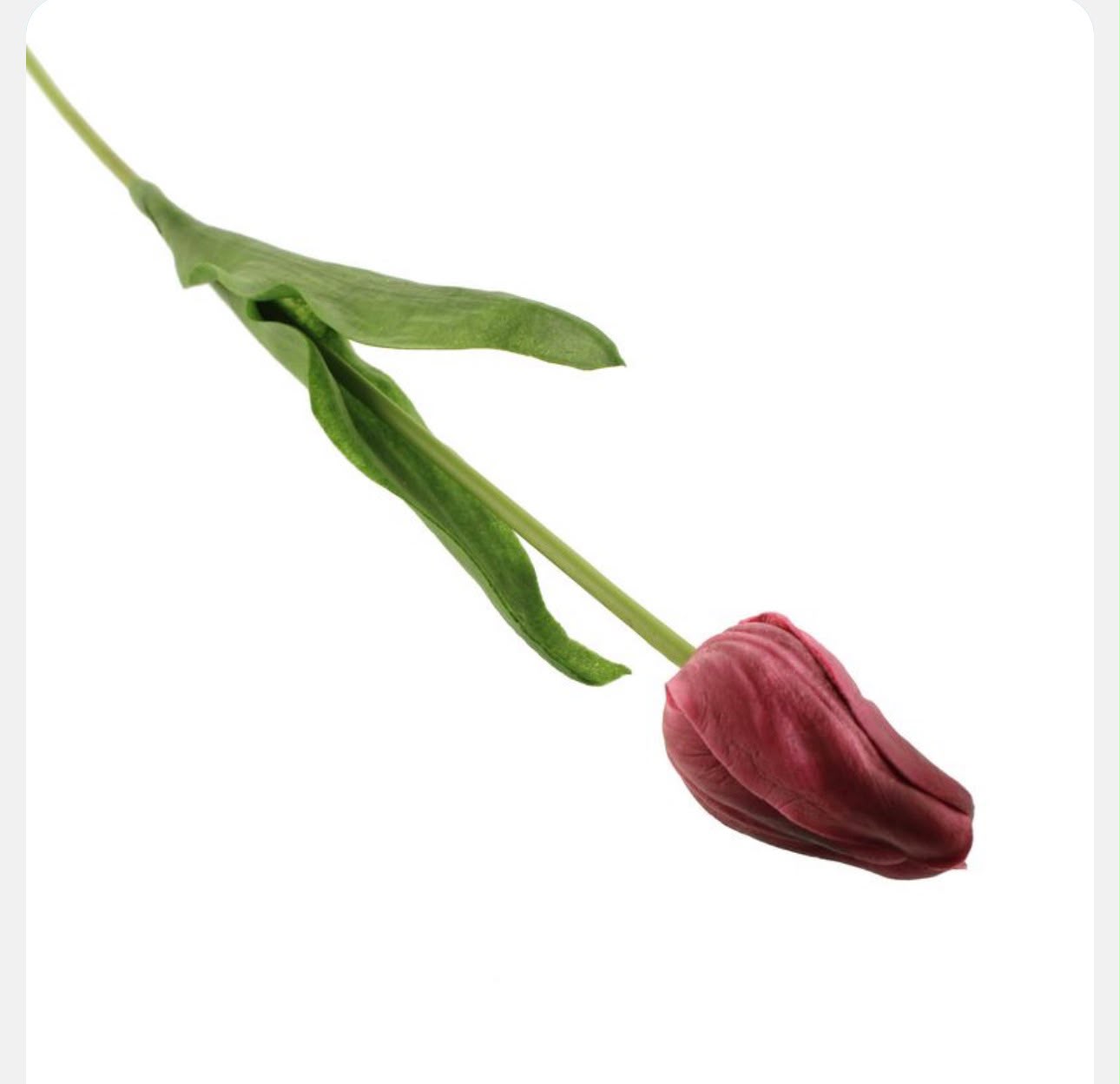 Single purplish red tulip with green stem on a white background