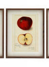 red apple Fruit Wall Art