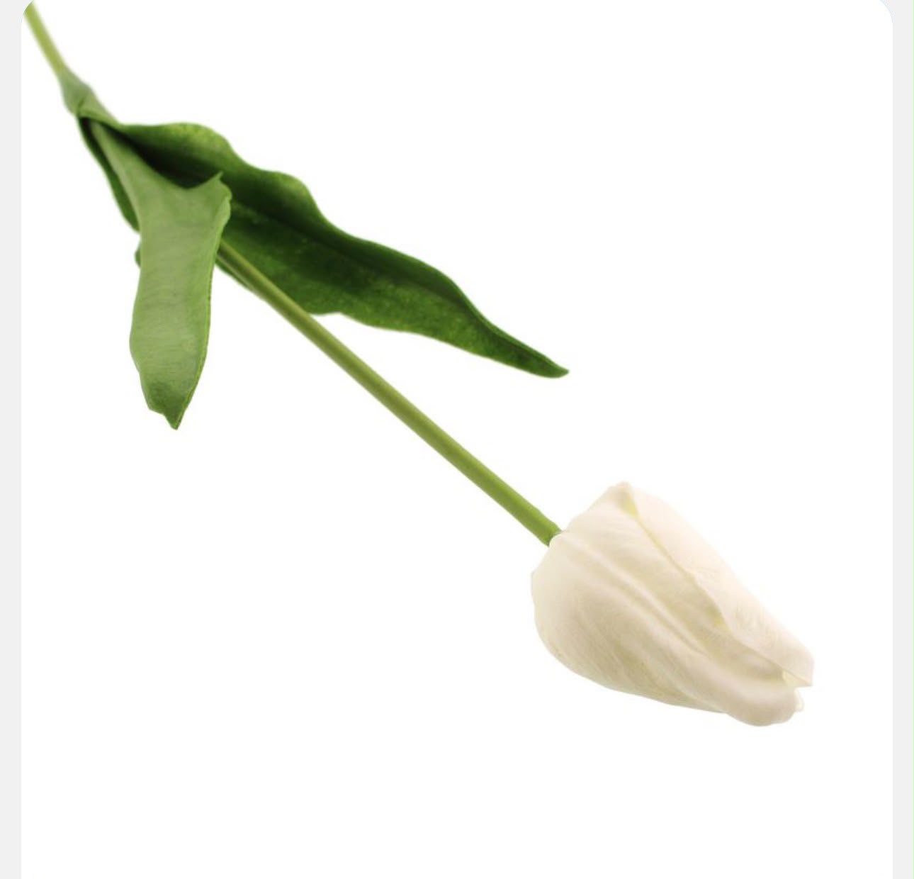 White tulip with green stem and leaves on a white background