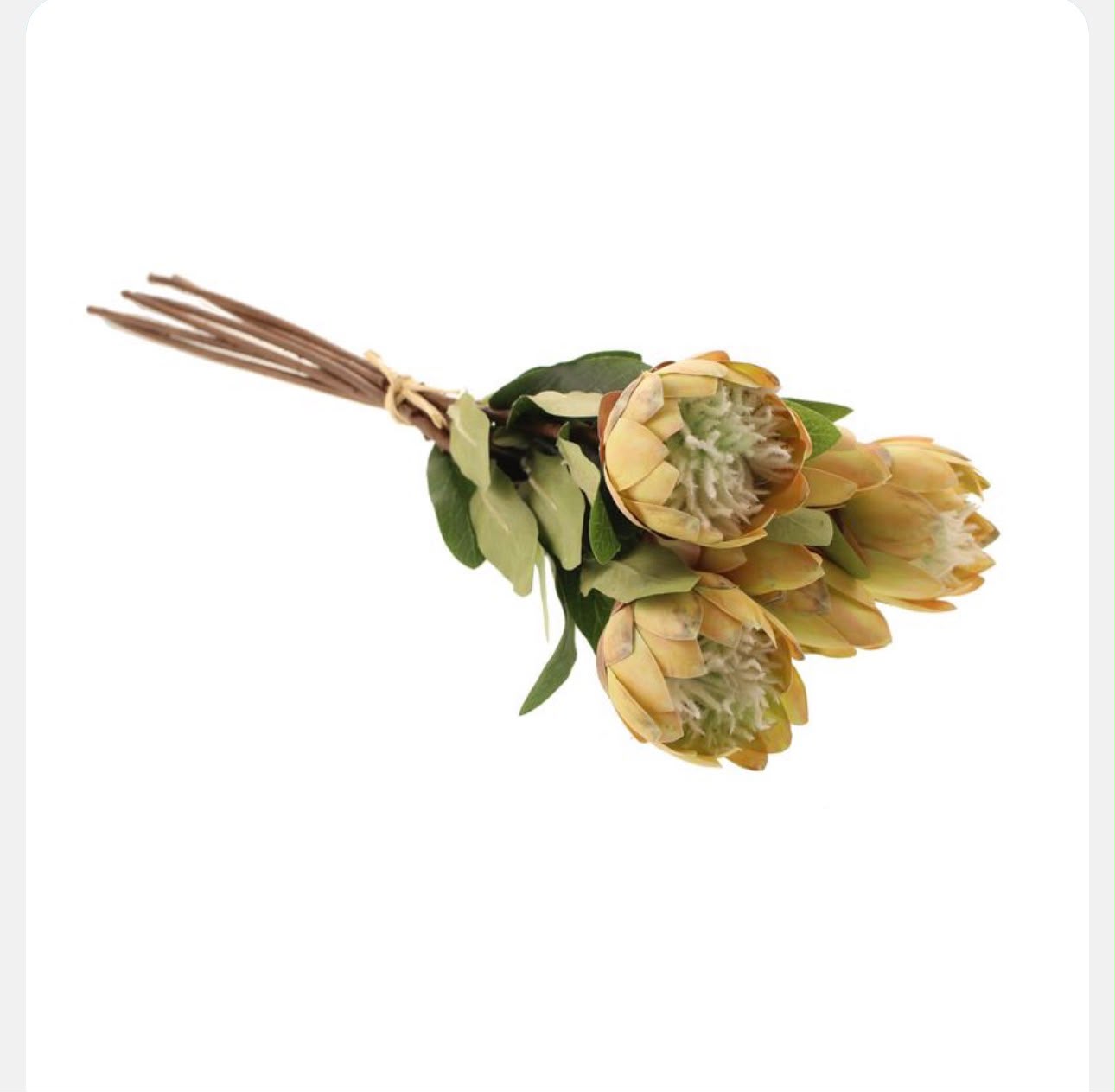 Bouquet of yellow protea flowers with green leaves on a white background