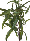 Eucalyptus Nicholi Spray Green