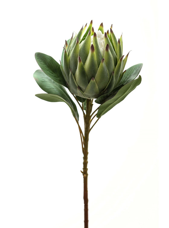 Large Protea Green