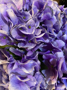  Olivia Hydrangea Stem Lilac