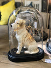dog Glass Dome | Cloche Glass